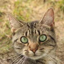 pet furball game 游戏封面